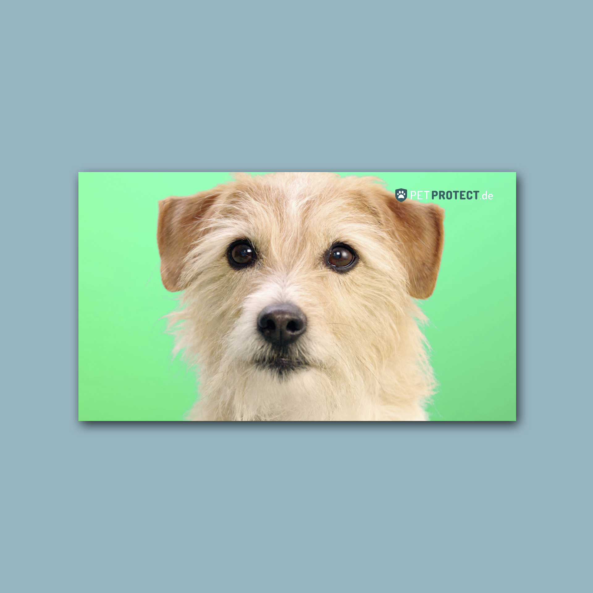 Petprotect – Markenraum